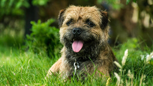 Der Border Terrier: Charakter, Steckbrief & Weitere Tipps